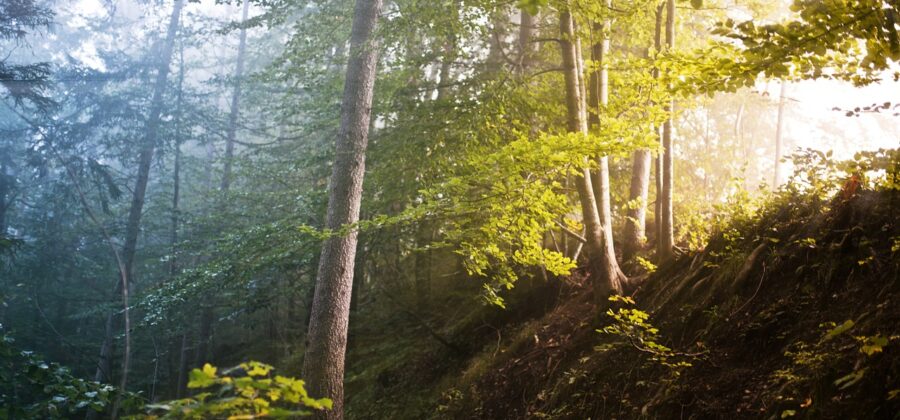Lesy ČR plánují koupi lesů v Rumunsku za miliardu a půl