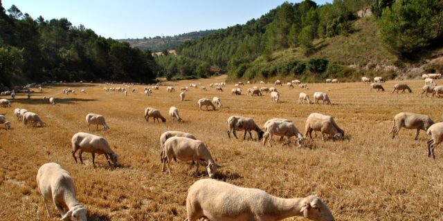 Imoba vrátila dotace na chov koz a ovcí na Čapím hnízdě
