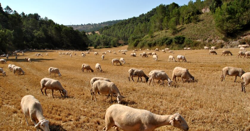 Imoba vrátila dotace na chov koz a ovcí na Čapím hnízdě