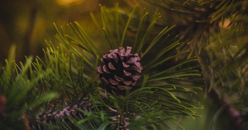 Pět tipů, jak vybrat vánoční stromek bez zbytečných nervů