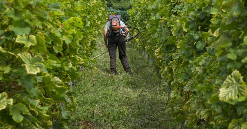 Čeští vinaři: Čeká nás výborný ročník, vína bude ale méně