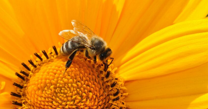 Jak se mohou podniky přiučit od včel a vybudovat si větší odolnost
