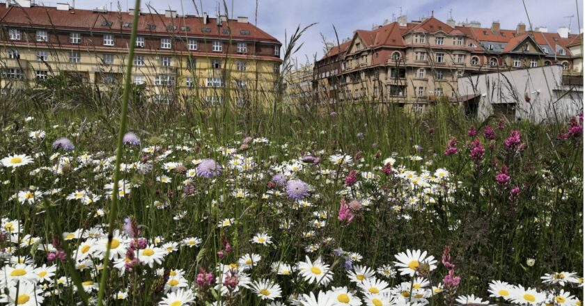 PVK aktivně přispívají svými projekty k plnění klimatického plánu hlavního města Prahy