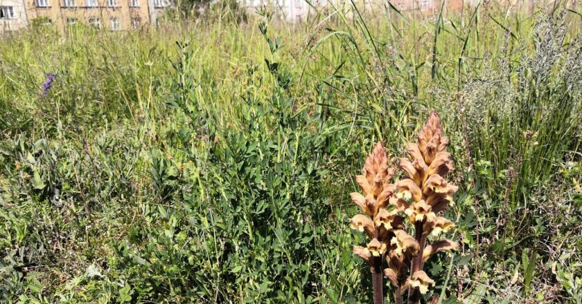 Na biodiverzitu v městském prostředí se zaměří 2. ročník diskuse pod hlavičkou PVK a skupiny Veolia