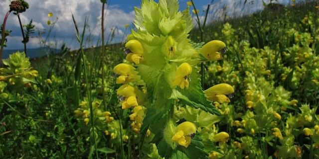 Kokrhel: nenápadný rostlinný 