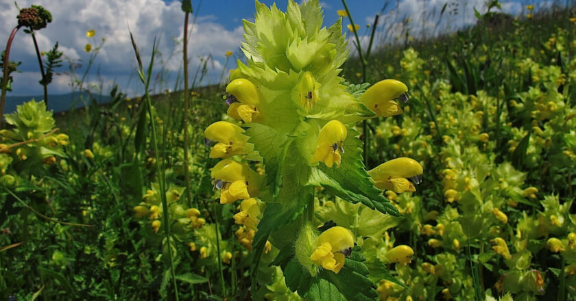 Kokrhel: nenápadný rostlinný „Jánošík“, který travám bere a ostatním dává