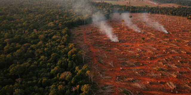 Africké lesy nás už nespasí. Staly se součástí problému