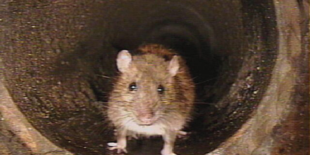 Potkani se již bojí. V Praze startuje celoplošná deratizace stokové sítě pod taktovkou PVK