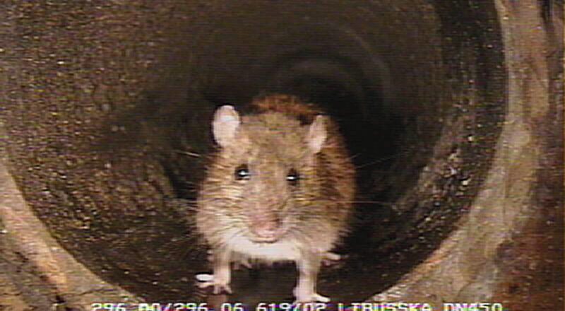 Potkani se již bojí. V Praze startuje celoplošná deratizace stokové sítě pod taktovkou PVK